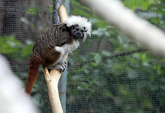 Jaunikliai zoologijos sode
