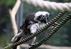 Jaunikliai zoologijos sode