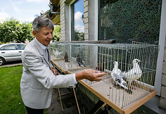 Reinoldo Liaudansko balandžiai