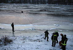 Kaune gelbėta gulbė