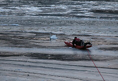 Kaune gelbėta gulbė