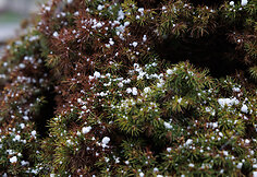 Sniegas balandžio mėnesio pabaigoje