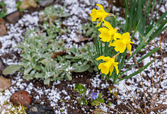 Sniegas balandžio mėnesio pabaigoje