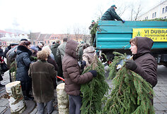 Eglių šakų dalinimo akcija