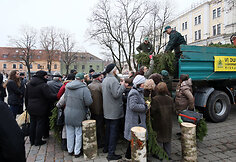 Eglių šakų dalinimo akcija