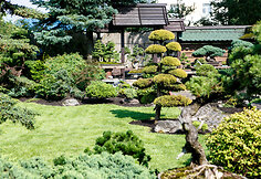 Bonsai oazė Kęstučio Ptakausko namuose