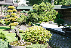 Bonsai oazė Kęstučio Ptakausko namuose
