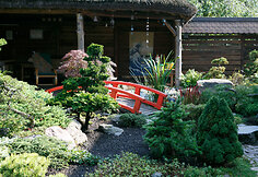 Bonsai oazė Kęstučio Ptakausko namuose