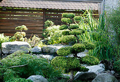 Bonsai oazė Kęstučio Ptakausko namuose