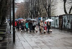 Kaune žygiavo &scaron;ventinė Vakarų &Scaron;kotijos baltųjų terjerų eisena
