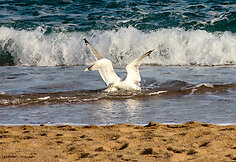 Kurortas Ispanijoje Tossa de Mar
