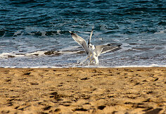 Kurortas Ispanijoje Tossa de Mar