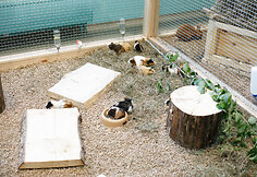 Zooparkas 