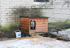 Beglobiai prieglaudoje
