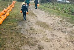Visi moliūgų kieme esantys moliūgai parduodami