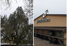 Prie muziejaus – bananų medis ir vežimėlio parkingas