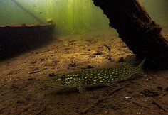 Lietuvos vandens telkiniuose &ndash; lobiai ir &scaron;iuk&scaron;lės