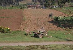 Asilai