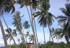 Palmės