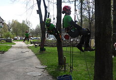Arboristas