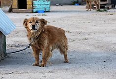 Į &bdquo;Penktą koją&ldquo; dažnai atvežami &scaron;eimininkams nebereikalingi seni ir ligoti &scaron;unys