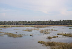 Novaraistis