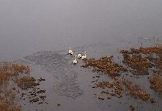 Gulbės