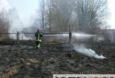Gesinama žolė