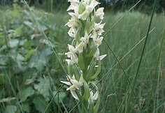 Dastylorhiza ocholeuca