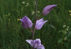 Cephalanthera rubra