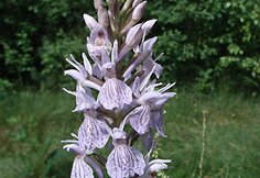 Dactylorhiza maculata