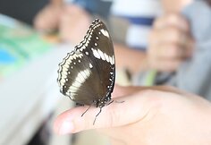 Kupečių &scaron;eima Krabi saloje Tailande