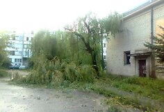 Vėtros i&scaron;verstas medis