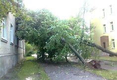 Vėtros i&scaron;versti medžiai
