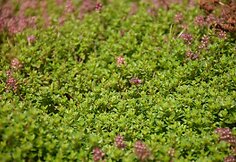 Citrininis čiobrelis