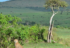 Kenija. Leopardai