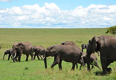 Kenija. Maasai Mara nacionalinis parkas. Drambliai