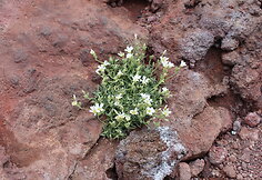 Etna