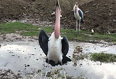 Etiopija
