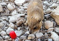 Dar vienas produktas, „keliavęs“ kartu su Giedriumi