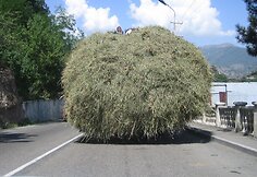 Pakeliui užfiksuotas vaizdelis