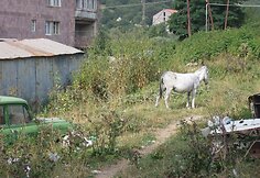 Daugiabučio kiemas Diližano mieste