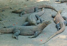 Komodo drakonai 