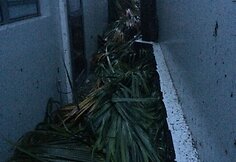 &Scaron;v. Bortolomėjaus sala po ją nusiaubusio uragano Irma