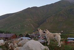 Prie&scaron; patekant saulei  vietiniai &scaron;unys apžvelgia savo teritoriją 