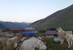 Prie&scaron; patekant saulei vietiniai &scaron;unys apžvelgia savo teritoriją 
