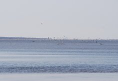Paukščiai
