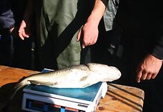 &Scaron;e&scaron;tadienį nepasisekė sugauti daug menkės. 2010 m.  rugsėjo 25 d.