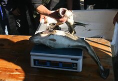 &Scaron;e&scaron;tadienį nepasisekė sugauti daug menkės. 2010 m.  rugsėjo 25 d.