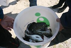 Dalyviai ne&scaron;asi į krantą laimikį. 2010 m.  rugsėjo 25 d. 